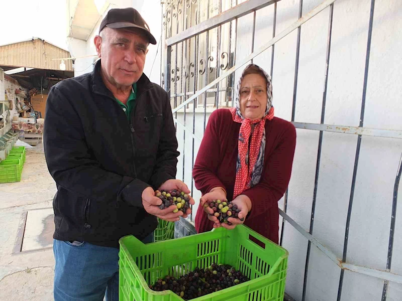 Kuraklık zeytini de vurdu
