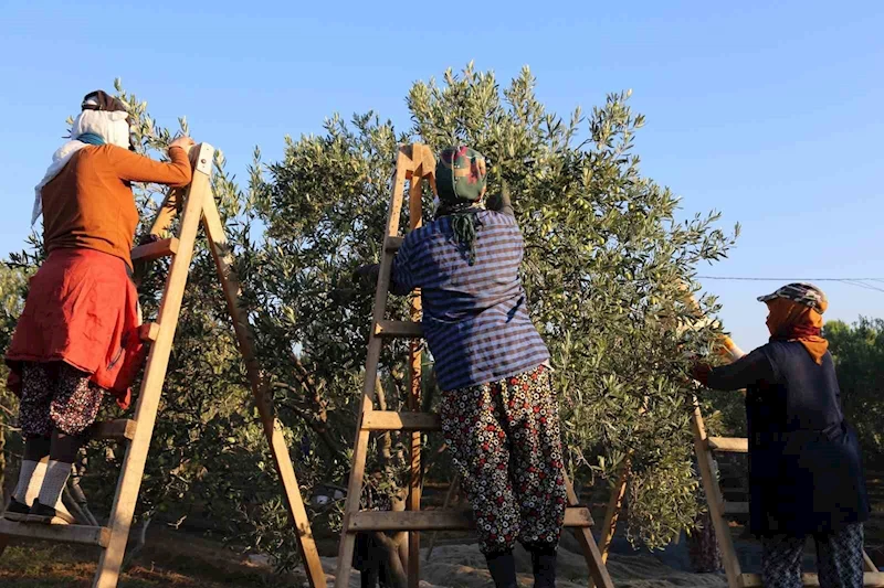 Ayvalık’ta dua ve hayır yemekleriyle ilk hasat
