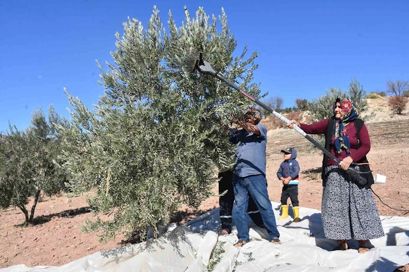 Gaziantep’te zeytin hasadı başladı
