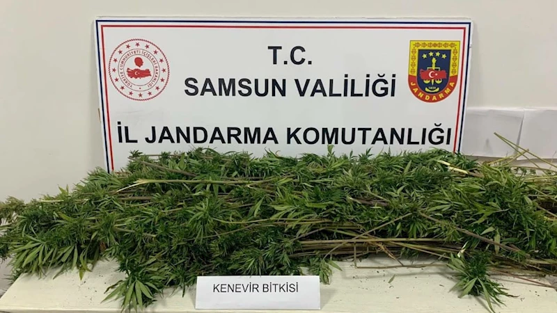 Samsun’da arazide ekili 304 kök kenevir ele geçirildi
