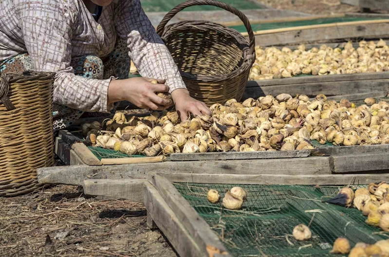 Kuru incir ihracatı 292 milyon dolarla sezonu kapattı
