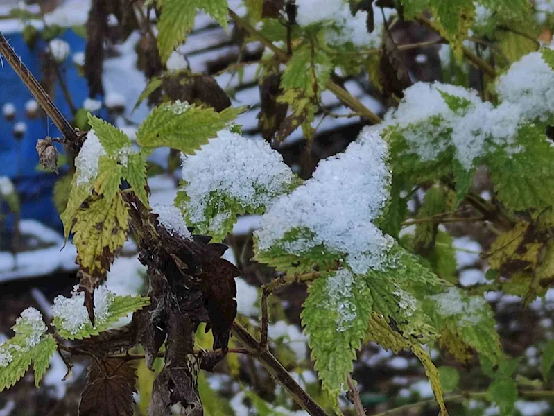 Ardahan’da soğuk nedeniyle kırağı oluştu
