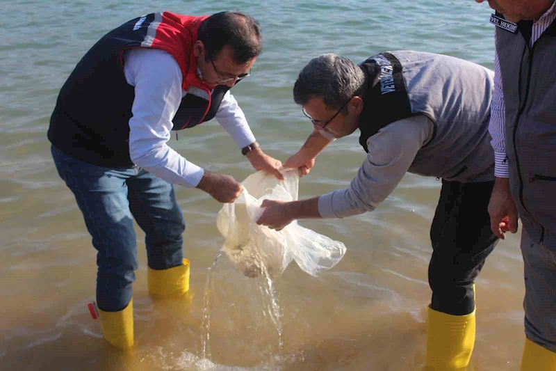 Siirt’te 2 milyon balık yavrusu baraj göllerine bırakıldı
