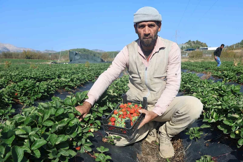 Bereketli topraklarda çilekte son hasat: Tarla fiyatı 120 lira
