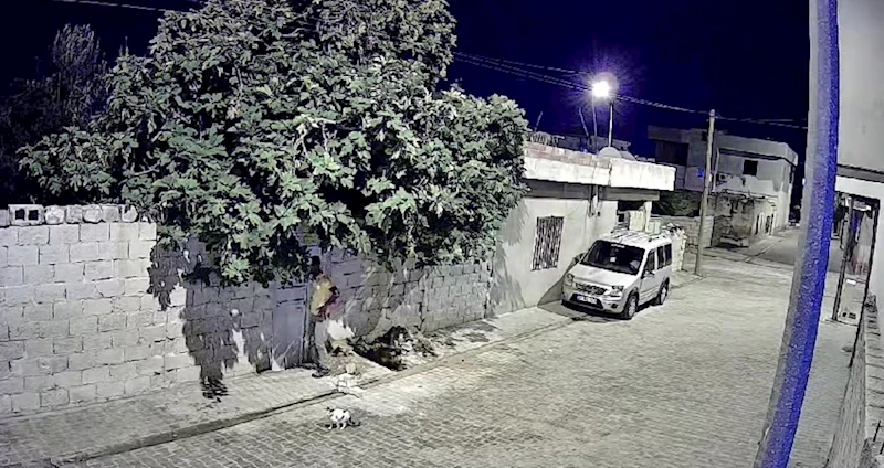 Mardin’de tavuk hırsızlığı güvenlik kamerasına yansıdı
