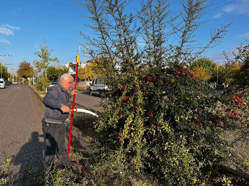 Adıyaman Belediyesinden kapsamlı ağaç budaması
