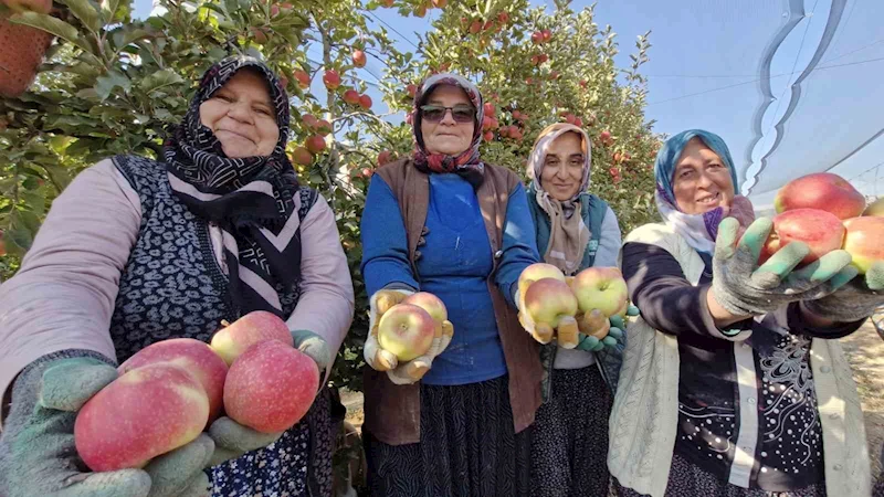 Türkiye’nin elma deposunda son hasat yapılıyor
