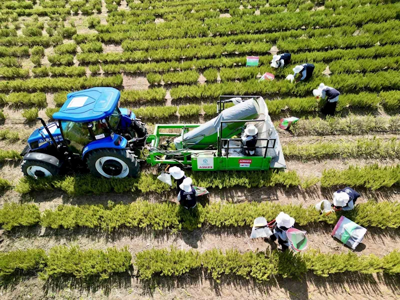 TABİP’te 2024 üretim sezonu tamamlandı
