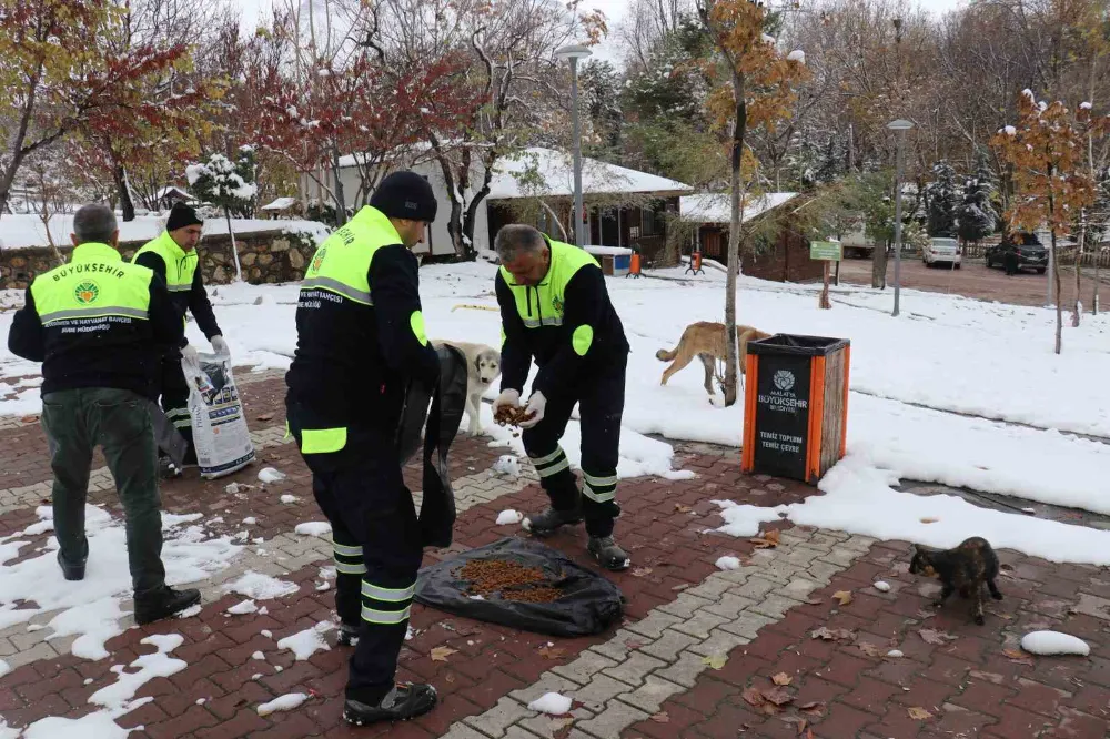 Büyükşehir Belediyesi Sokak Hayvanlarını Unutmadı