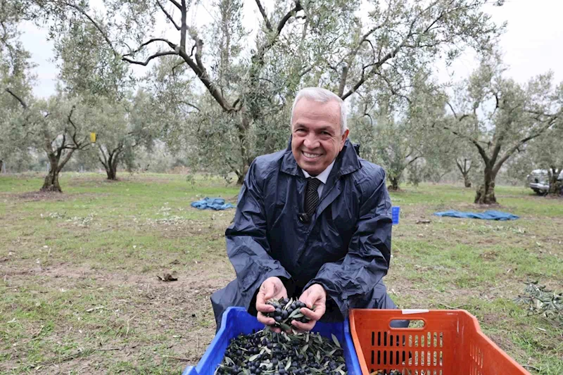 Başkan Şadi Özdemir zeytin hasadına katıldı
