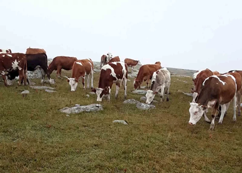 Hayvan hırsızları, jandarmanın takibiyle yakalandı
