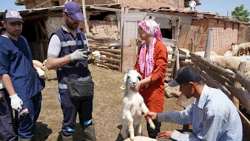 Aşısı olmayan riskli hayvana sahip çiftçilere uyarı: 