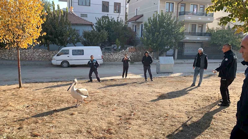 Yaralı halde bulunan pelikan koruma altına alındı
