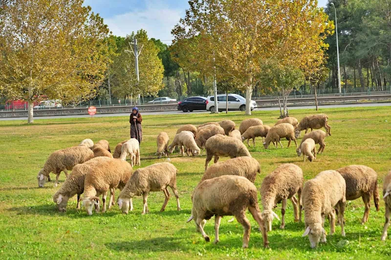 Geçimlerini 44 yıldır kent merkezindeki yeşil alanlarda koyunlarını otlatarak kazanıyorlar
