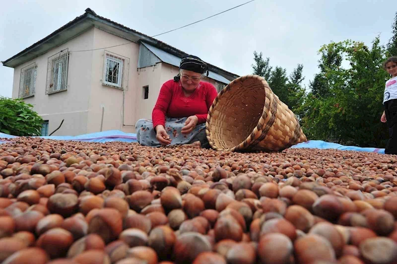 Fındık ihracatı geçen yılın iki katına yaklaştı
