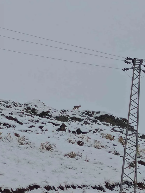 Hakkari’de gündüz vakti kurt görüntülendi
