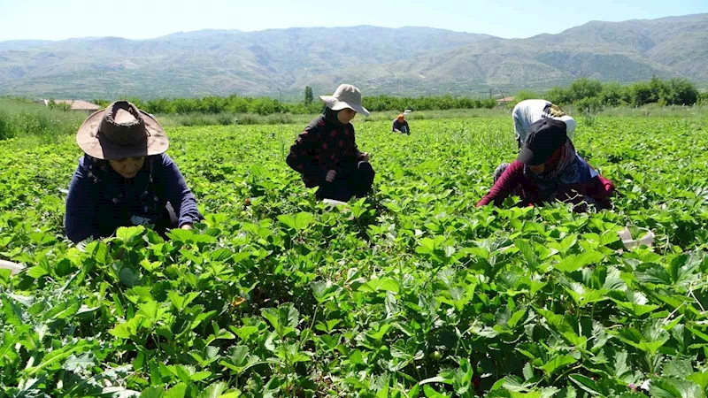 Malatya’da “kırmızı elmas’ hasadı başladı
