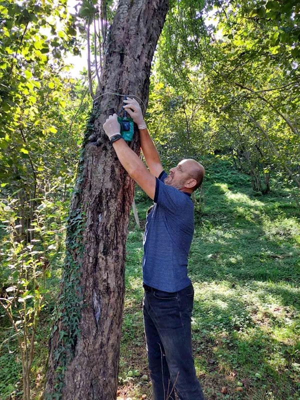 Kahverengi kokarcaya karşı 