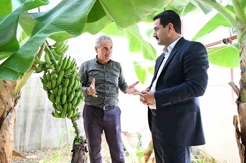 Battalgazi’de muz hasadı başlıyor
