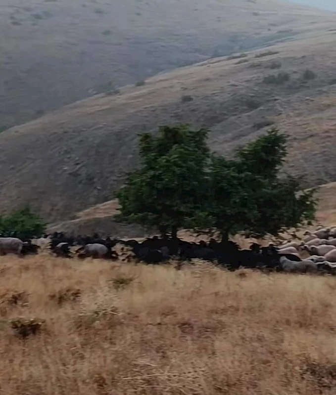 Elazığ’da yıldırım düştü, 20 hayvan telef oldu
