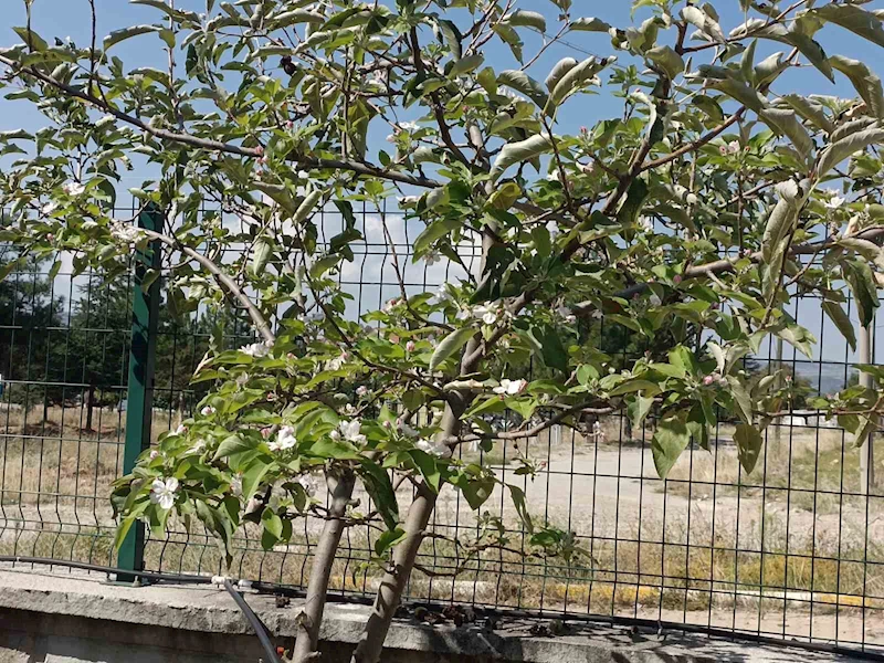 Dallarında meyvesi olan ağaç tekrar çiçek açtı
