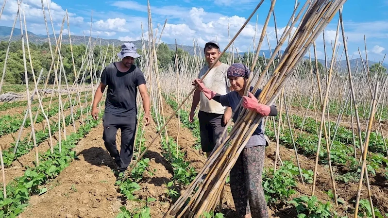 Fethiye’de baklagil üretimi destekleniyor
