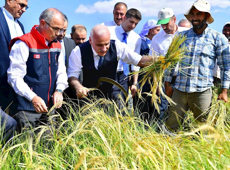 Vali Zorluoğlu, çitçi gibi biçerdöver kullandı, orakla pirinç hasadı yaptı
