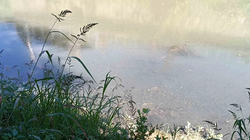 Bartın Irmağı’nda toplu balık ölümleri yaşandı
