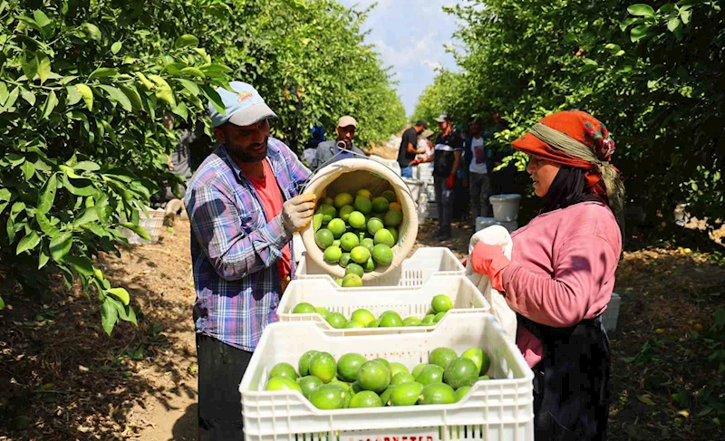 Limon bahçede 8, market ve pazarda 25 lira
