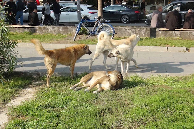 Başıboş köpek saldırıları ve kuduz aşıları arttı, hükümete çözüm çağrısı yapıldı!