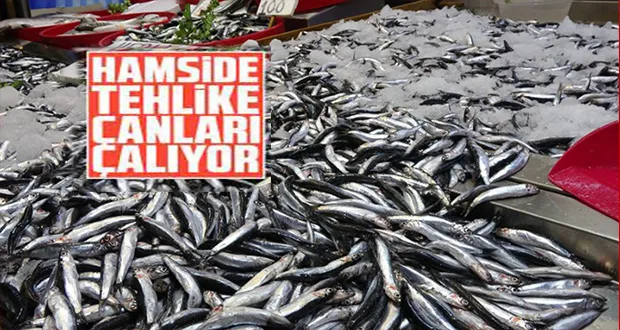 Hamside Tehlike Çanları Çalıyor