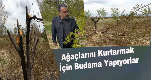 Ağaçlarını Kurtarmak İçin Budama Yapıyorlar