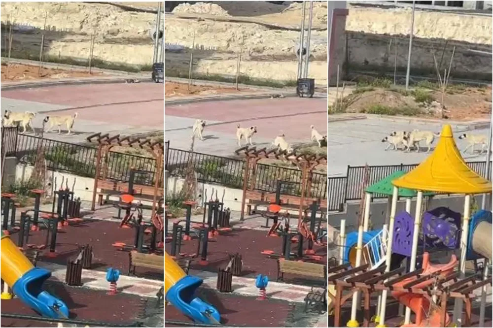 Birecik’te Yeni TOKİ Konutlarında Sokak Köpeği Endişesi