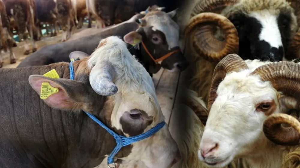 Kurban Bayramı İçin Hazırlıklar Başladı