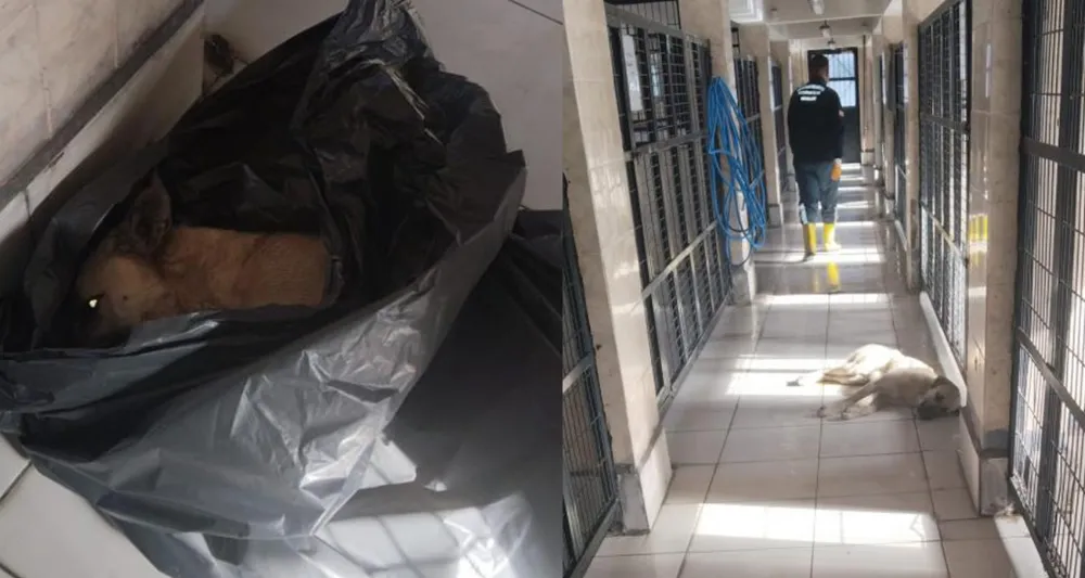 Osmangazi Belediyesi’nden Bir Hayvan Katliamı Daha..