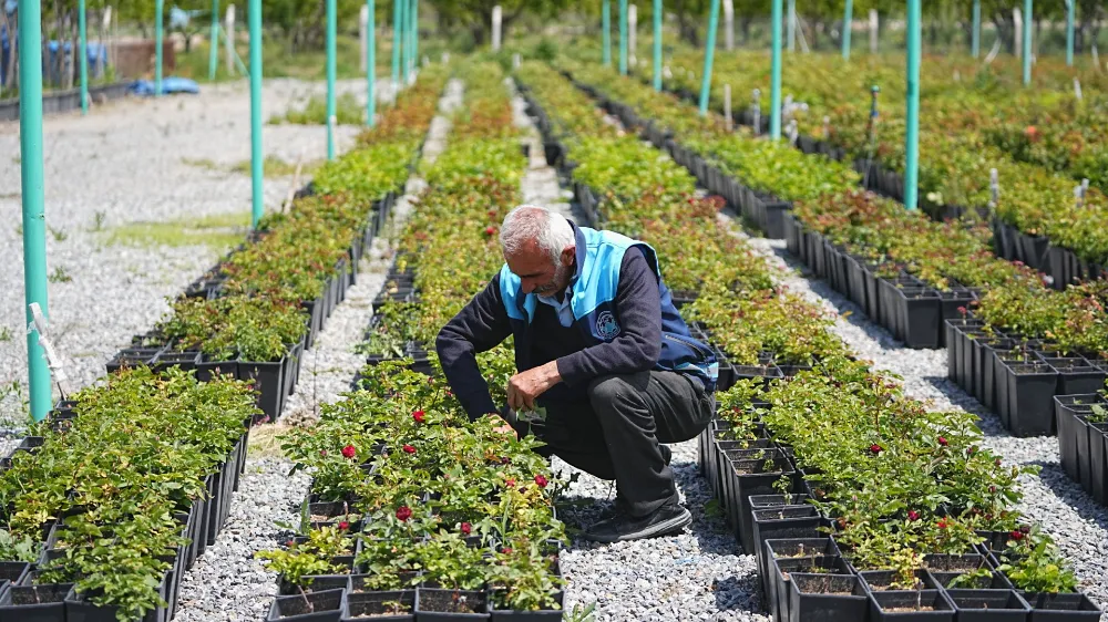 Battalgazi’nin Park Ve Bahçeleri Kendi Ürettiği Çiçeklerle Güzelleşiyor