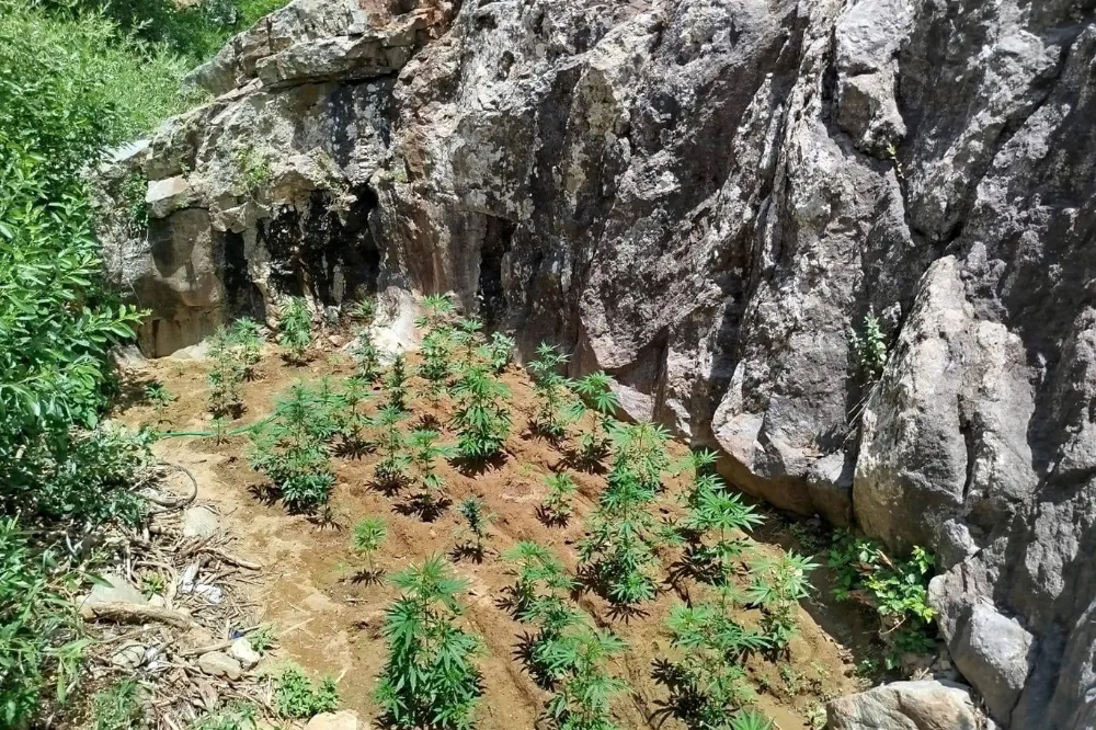 Bingöl’de 843 Kök Kenevir Ele Geçirildi