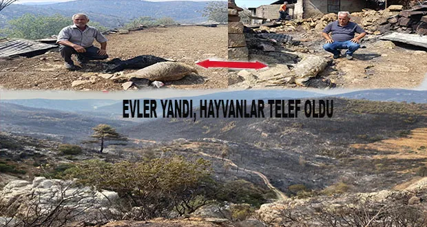 Mersin’de Orman Yangınında Evler Yandı, Hayvanlar Telef Oldu