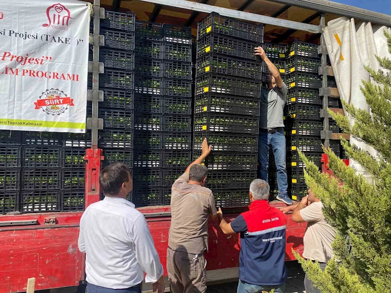 Siirt’te üreticilere marul ve karnabahar fidesi dağıtıldı
