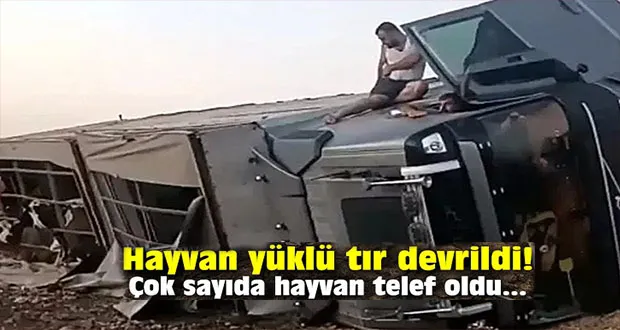 Şanlıurfa’da Hayvan Yüklü Tır Devrildi